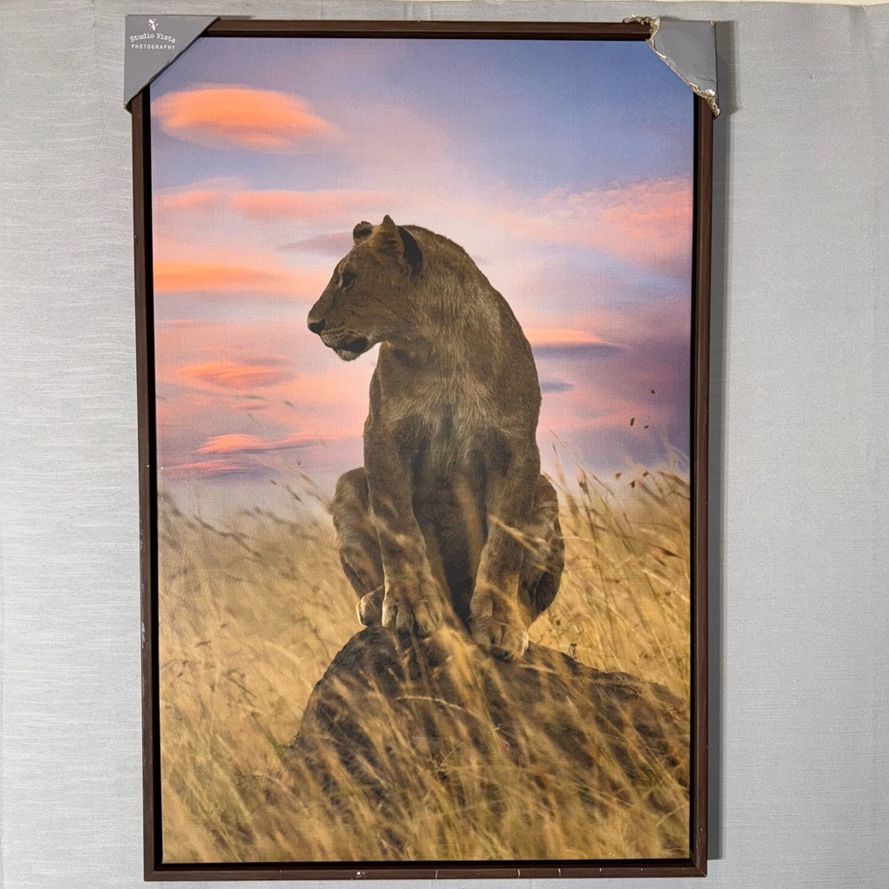 Stupell Industries Strong Lioness at Sunset Canvas By Danita Delimont 3’/2’